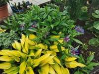 IMG_20250518_175524.jpg