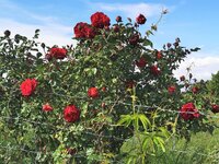 IMG_20250516_163543.jpg