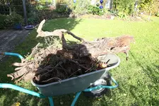Hecke 1323.webp