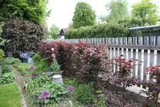 Hecke    0125.webp