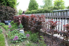 Hecke    0225.JPG
