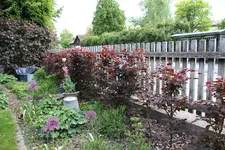 Hecke    0225.webp