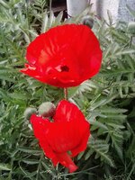 Papaver orientale.jpg