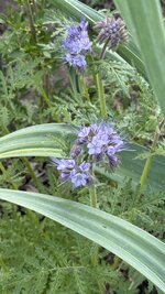 IMG_4373.jpeg