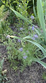 IMG_4372.jpeg