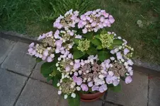 hortensie.webp hortensie.webp
