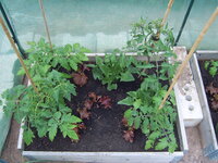 Tomaten draußen 19.05 (1).JPG