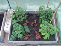 Tomaten draußen 19.05 (2).JPG