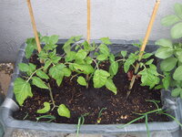 Tomaten draußen 19.05 (3).JPG
