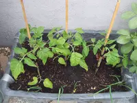 Tomaten draußen 19.05 (3).webp