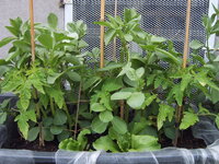 Tomaten draußen 19.05 (4).JPG