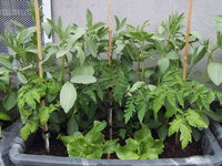 Tomaten draußen 19.05 (5).JPG