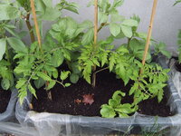 Tomaten draußen 19.05 (6).JPG