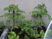 Tomaten draußen 19.05 (7).JPG
