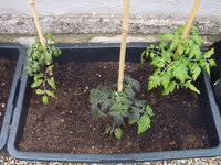 Tomaten draußen 19.05 (8).JPG
