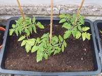 Tomaten draußen 19.05 (9).JPG