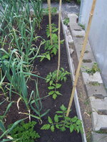 Tomaten draußen 19.05 (10).JPG