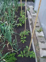 Tomaten draußen 19.05 (10).webp