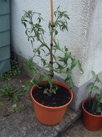 Tomaten draußen 19.05 (11).JPG