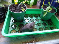 P1080026Amselküken vor der offenen Tür.JPG