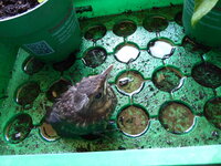 P1080027Amselküken vor der offenen Tür.JPG