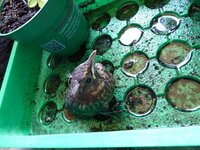 P1080028Amselküken vor der offenen Tür.JPG