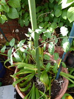 P1080029Tubis Streifenzipfel.JPG