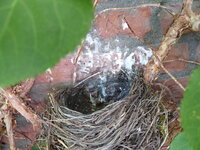 P1080030leeres Amselnest.JPG