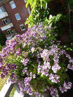 P1080031Elfenspiegel.JPG