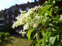 P1080032Kletterhortensie.JPG