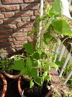 P1080033Feuerbohne.JPG