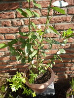 P1080034Lorbeer.JPG