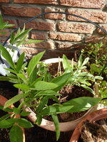 P1080035Pepino.JPG