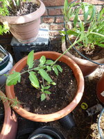 P1080036rote chinesische Coctailtomate.JPG