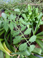 P1080037gelbe chinesische Coctailtomate.JPG