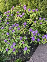 IMG_0286.JPEG