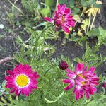 IMG_4385.jpeg