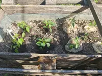 IMG_20250519_172703.webp IMG_20250519_172703.webp