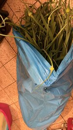 IMG_4388.jpeg
