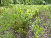 009.webp