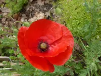 013.webp
