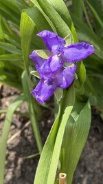 IMG_4395.jpeg