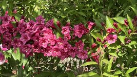 IMG_4398.jpeg