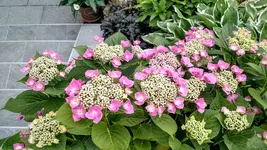 IMG_20190624_173704793_HDR.jpg