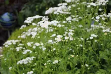 Mutterkraut 0124.webp