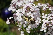 Schmetterling   0625.JPG