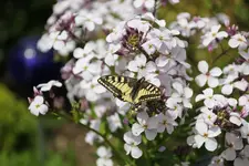 Schmetterling   0625.webp