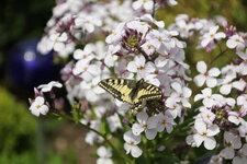 Schmetterling   0725.JPG