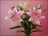 c027.webp