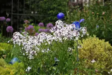 Mai       6225.webp